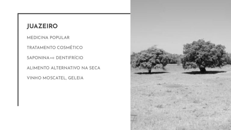 Os Sertões_A terra_A pesquisa no campo da conservação patrimonial_E3_page-0021