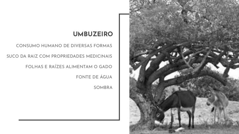 Os Sertões_A terra_A pesquisa no campo da conservação patrimonial_E3_page-0023