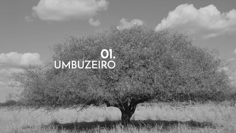 Os Sertões_A terra_A pesquisa no campo da conservação patrimonial_E3_page-0025